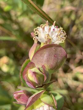 Image of Lopholaena disticha (N. E. Br.) S. Moore