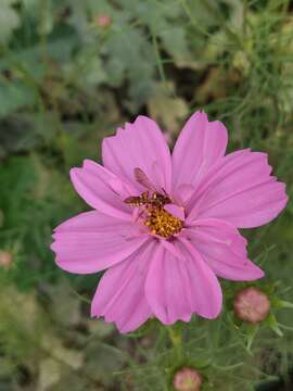 Image of Nomada utahensis Moalif 1988