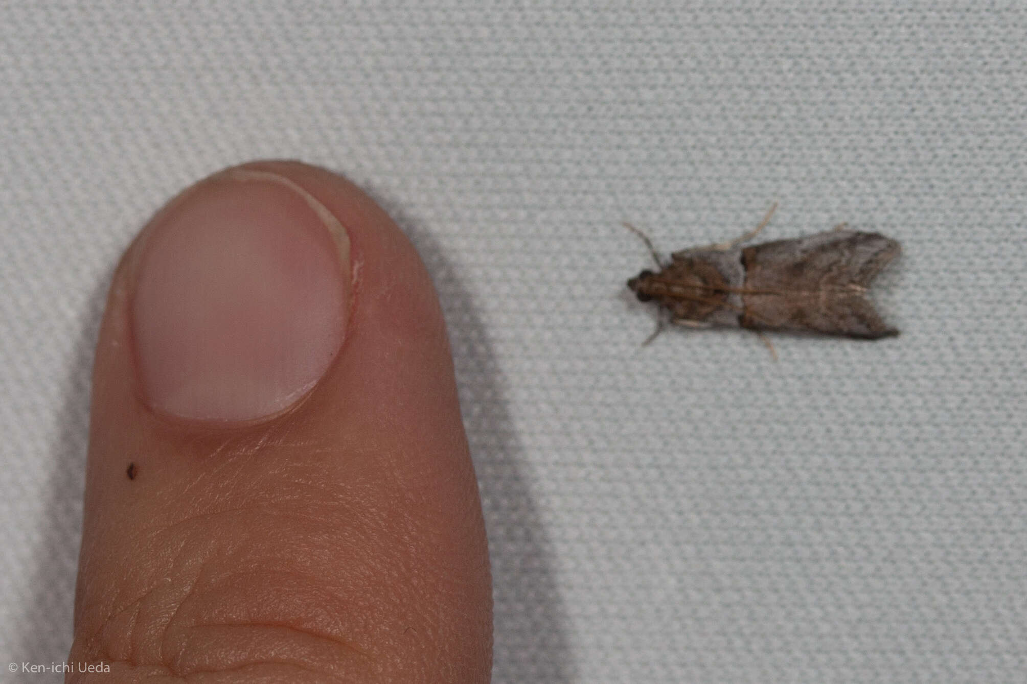 Image of Acrobasis comptella Ragonot 1887