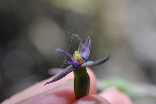 Image of Sun orchid