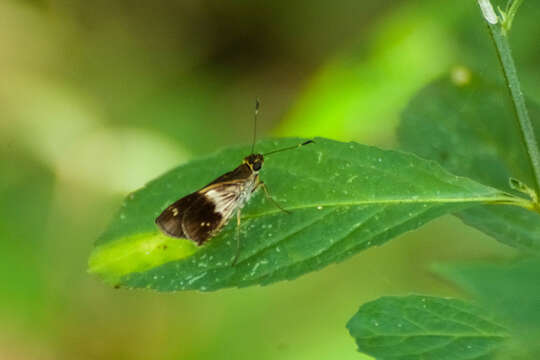 Image of Justinia phaetusa Hewitson 1866