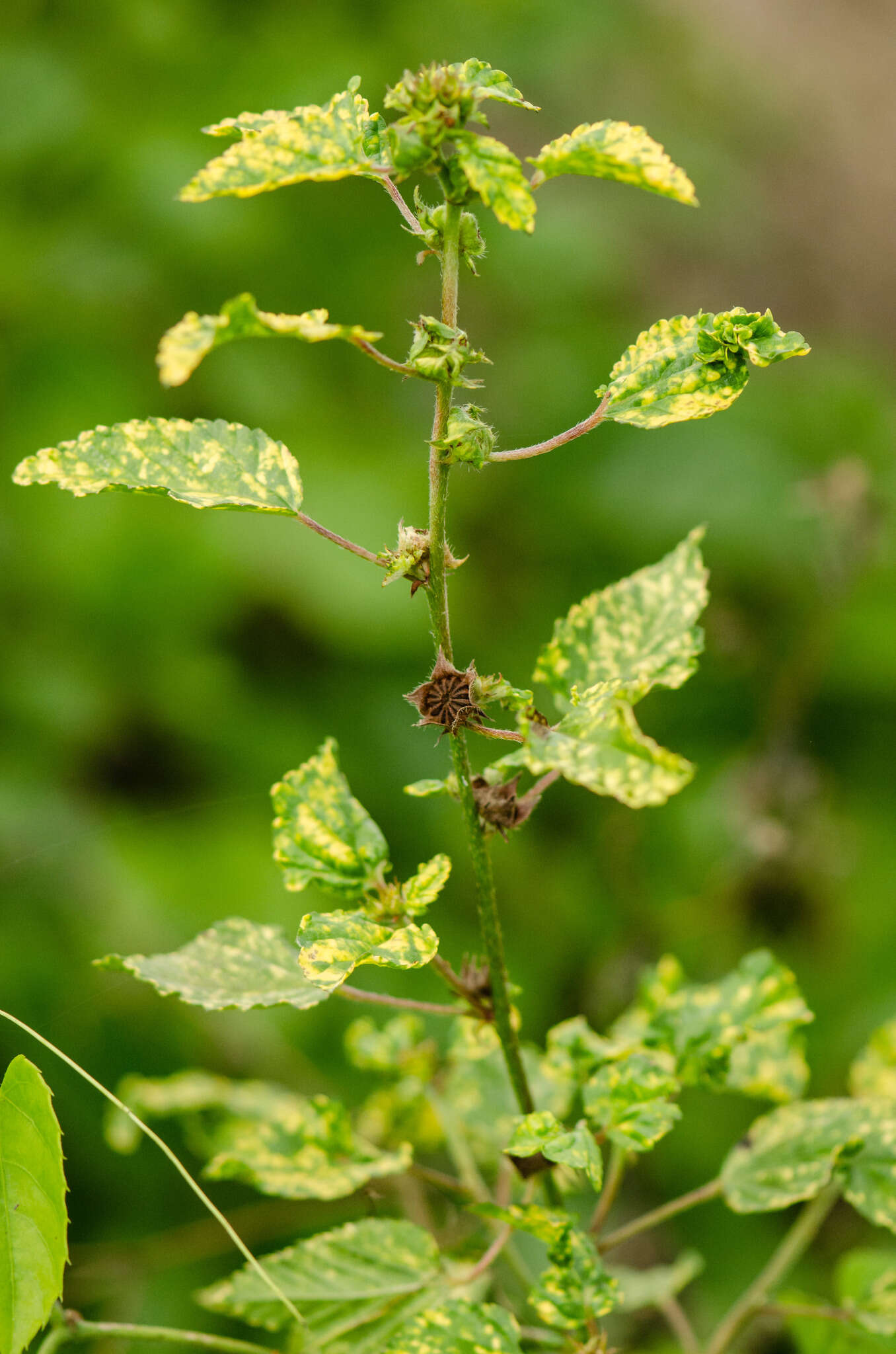 Image of false mallow