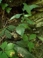 Image of eared goldenrod