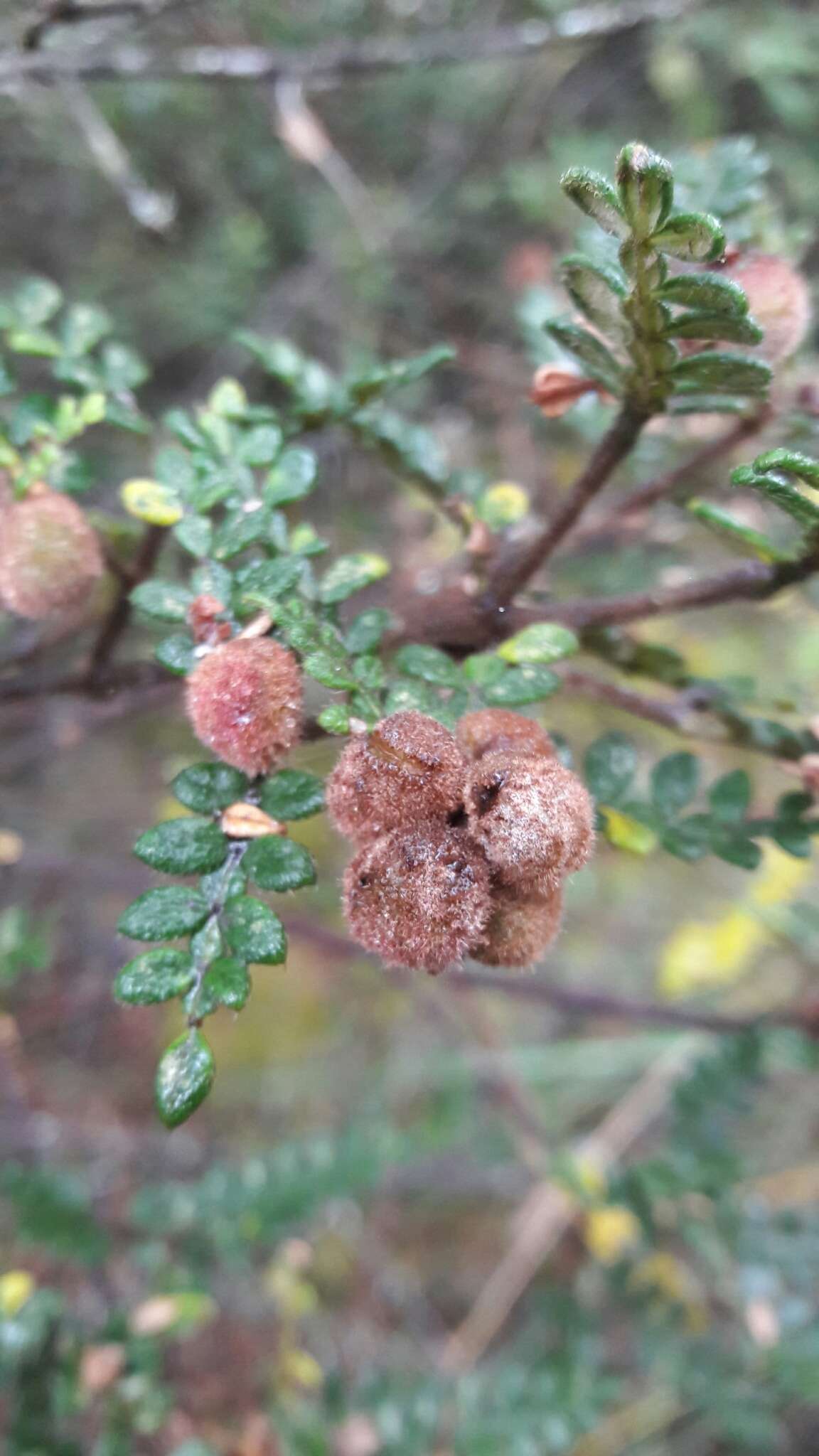 Image of Weinmannia tomentosa L. fil.