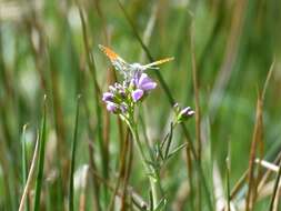 Image of orange tip