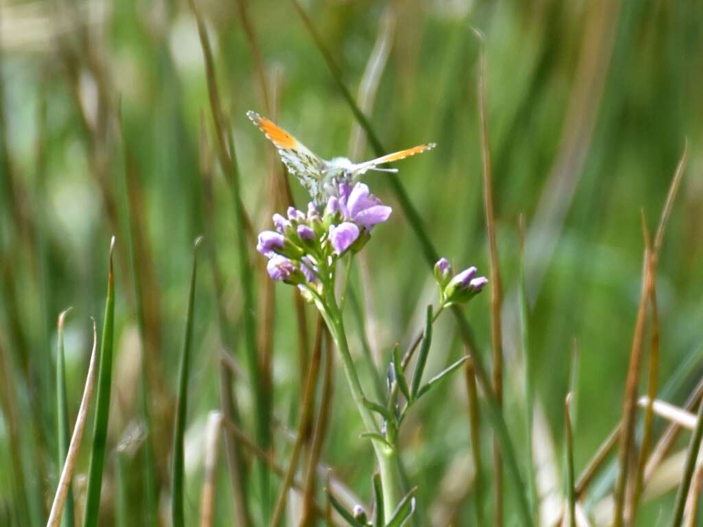 Image of orange tip