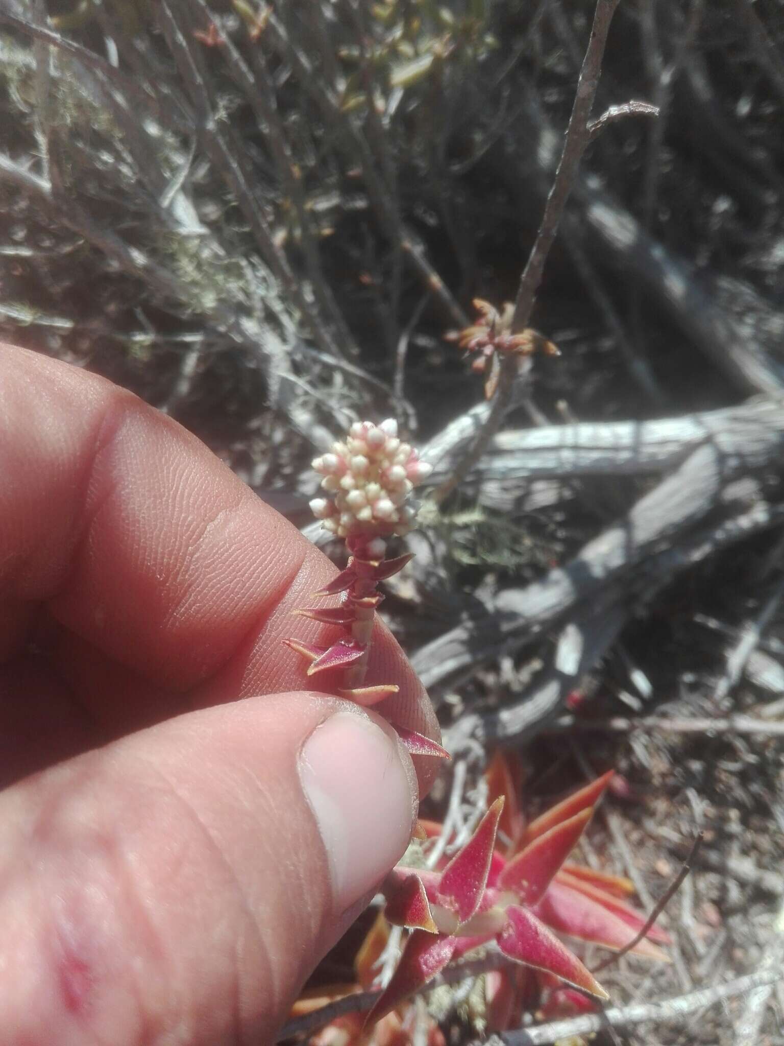 Image of Crassula capitella subsp. thyrsiflora (Thunb.) Tölken