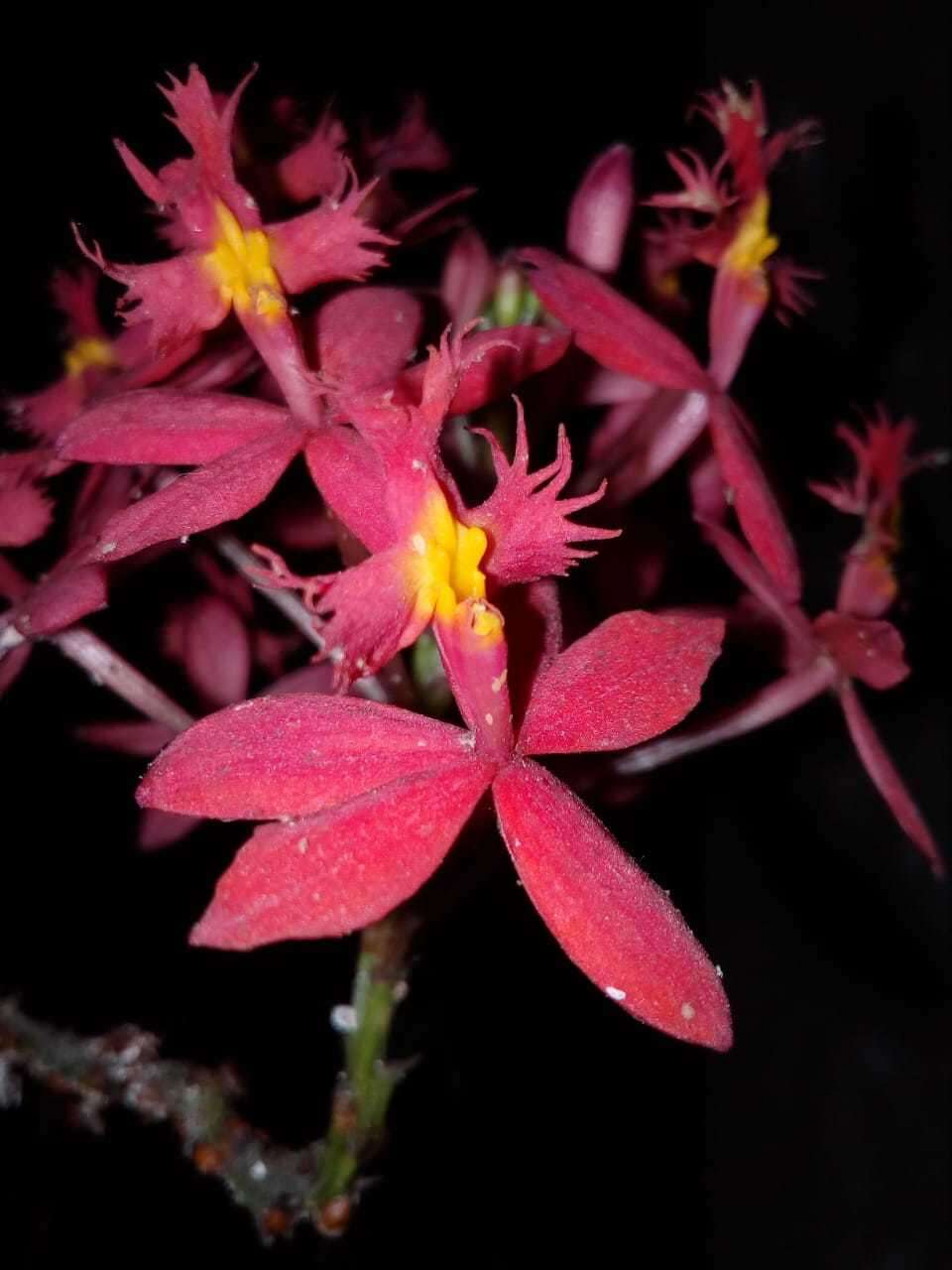 Plancia ëd Epidendrum obrienianum Rolfe