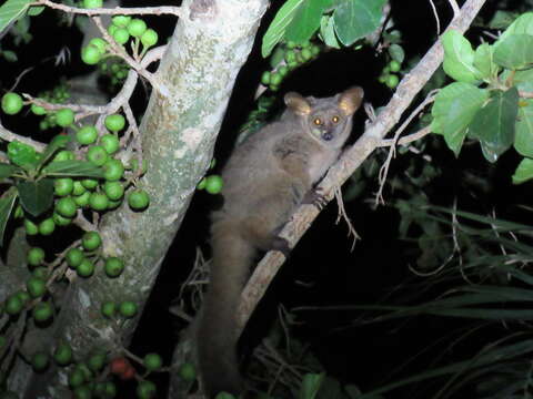 Image of Brown Greater Galago