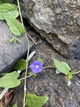 Image de Convolvulus siculus L.