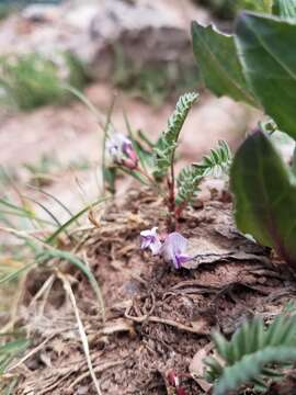 Astragalus molybdenus Barneby的圖片