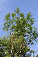 Image of Florida Nutmeg Tree