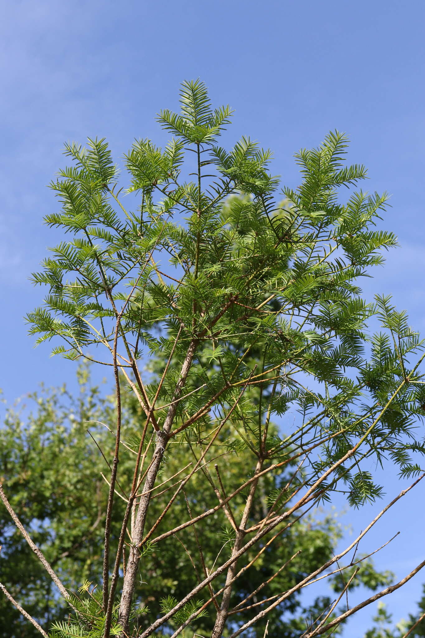 Imagem de Torreya taxifolia Arn.