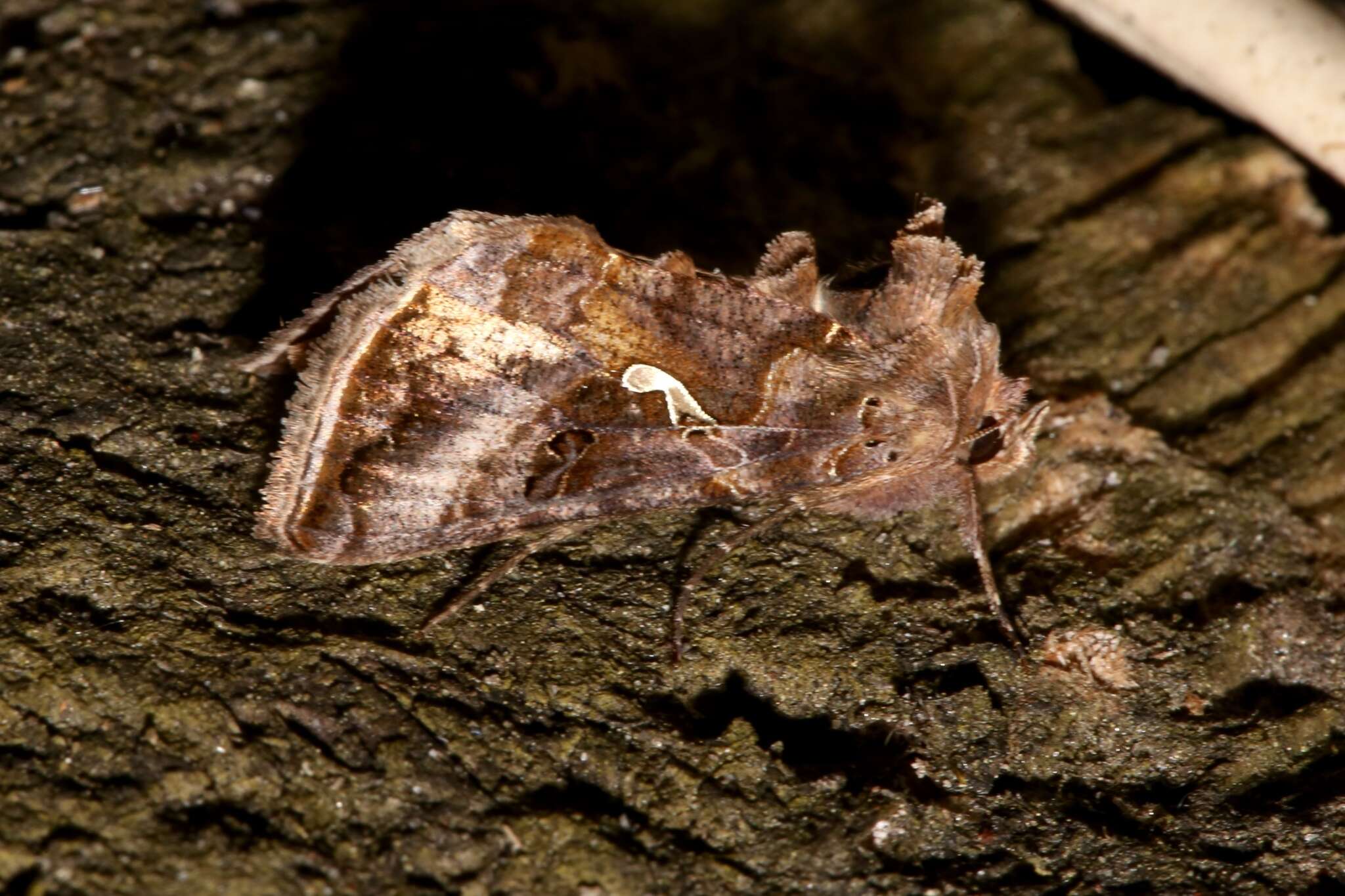 Image de Autographa precationis Guenée 1852