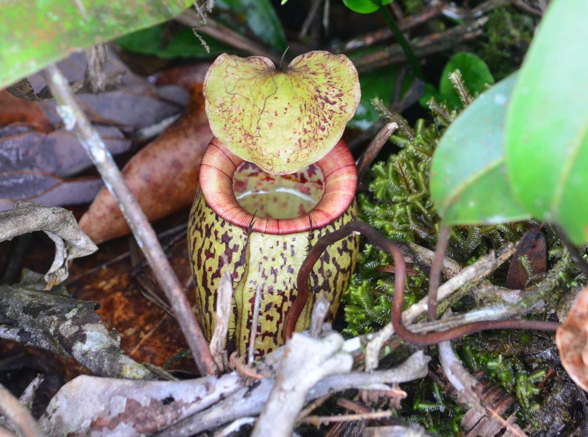 Image of Pitcher plant