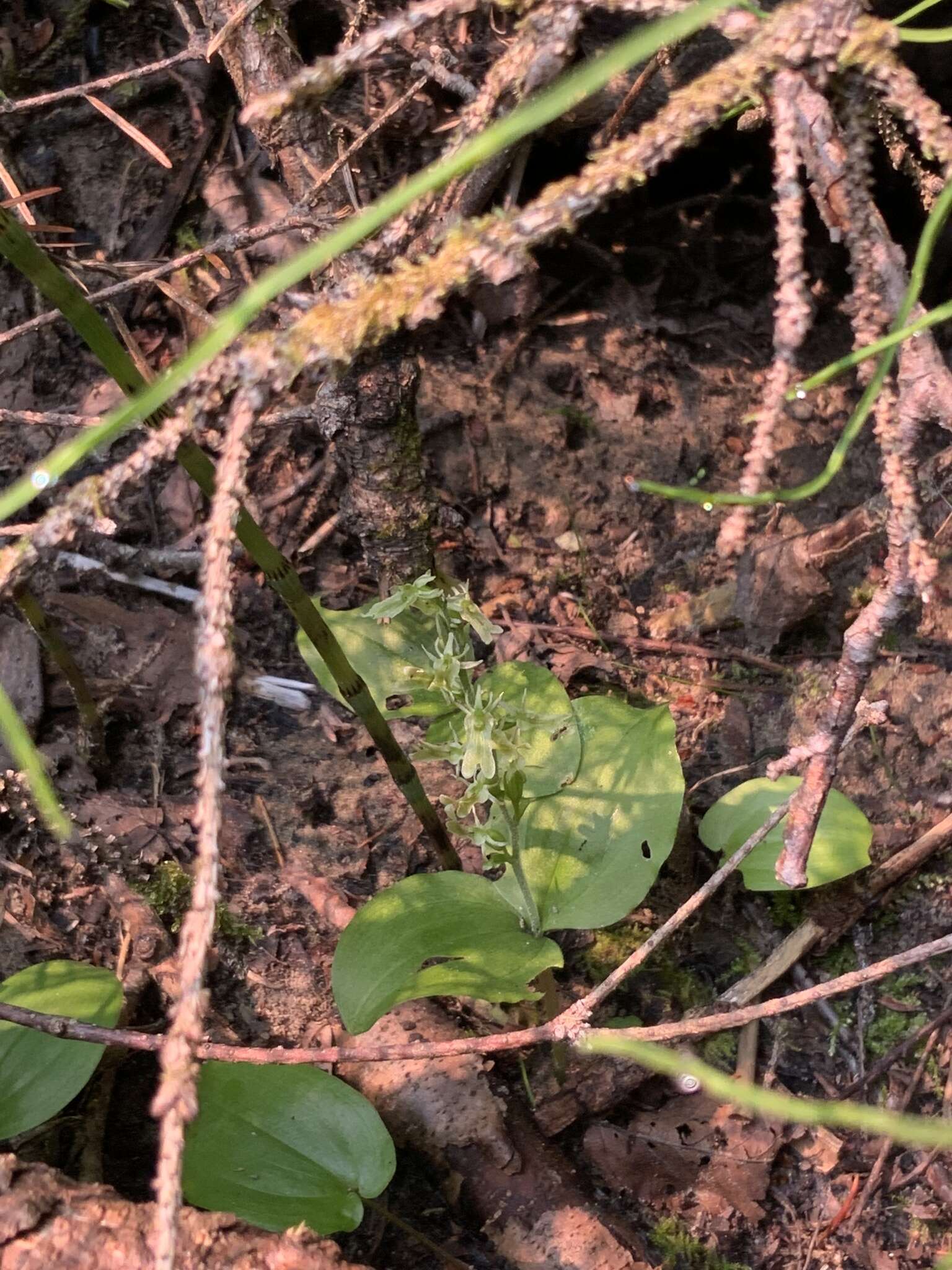 Neottia auriculata (Wiegand) Szlach. resmi