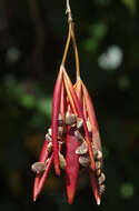 Image of Adenia heterophylla subsp. heterophylla