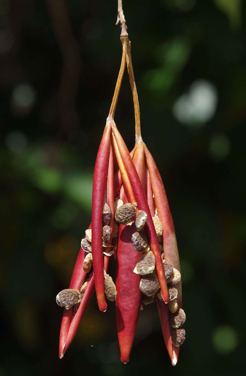 صورة Adenia heterophylla subsp. heterophylla