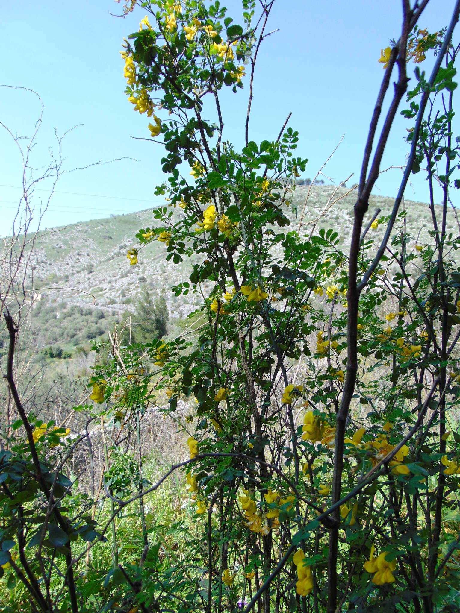 Image of Scorpion Senna