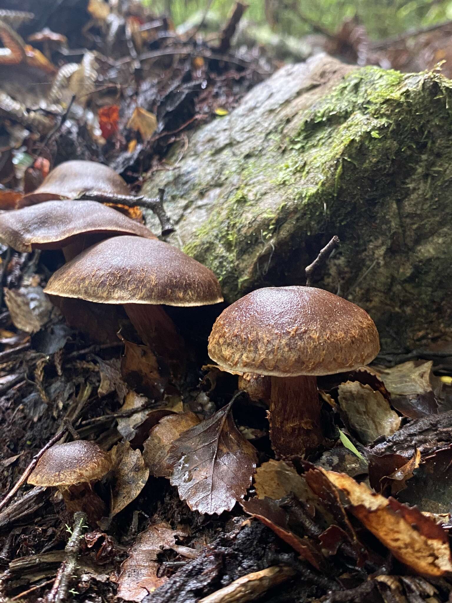 Image of Cortinarius cupreonatus Soop 2001