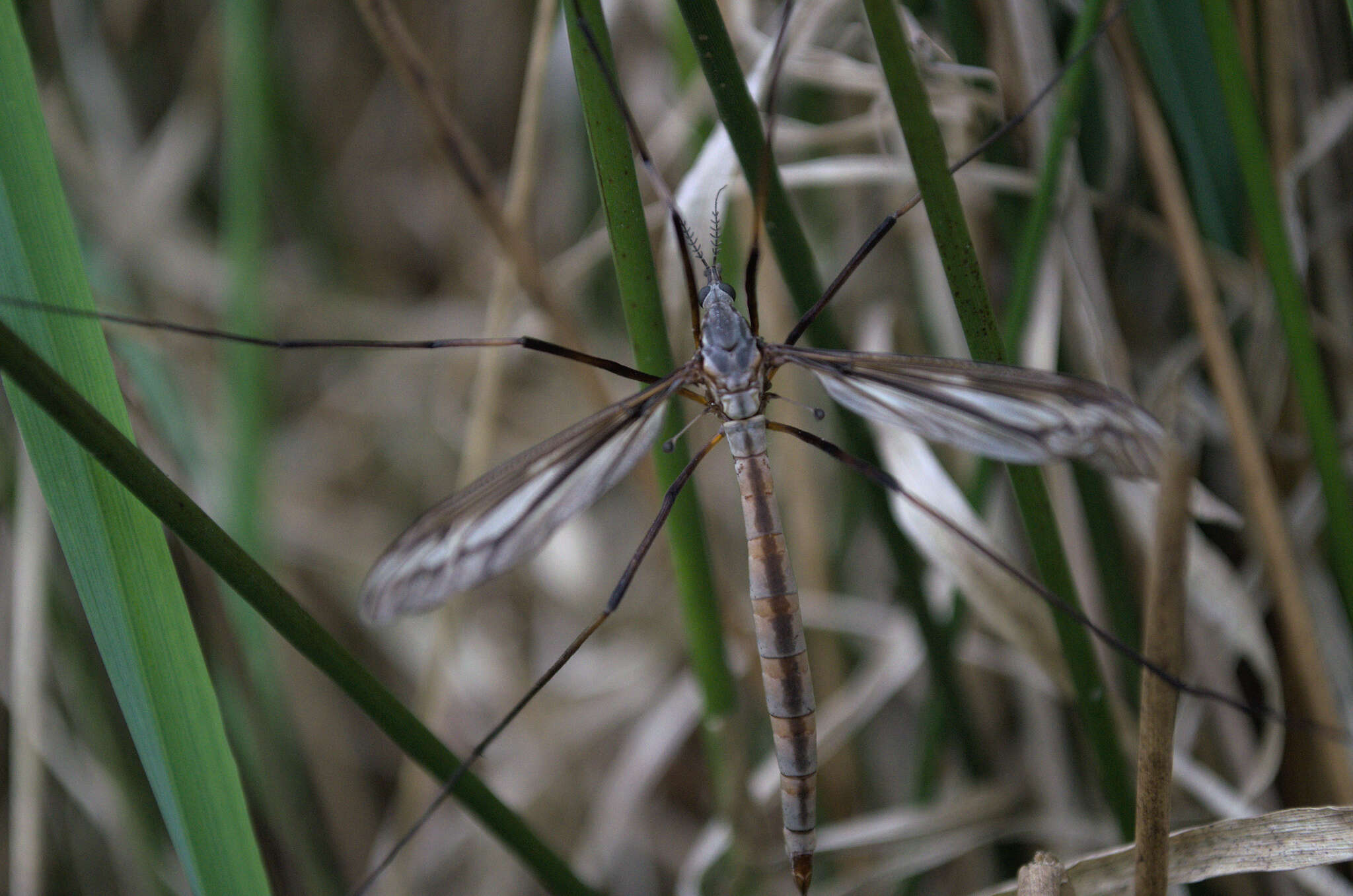 Ptilogyna (Plusiomyia) gracilis spectabilis (Skuse 1890) resmi