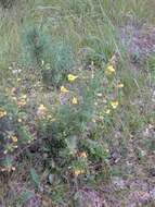 Aureolaria pedicularia (L.) Raf. ex Pennell resmi