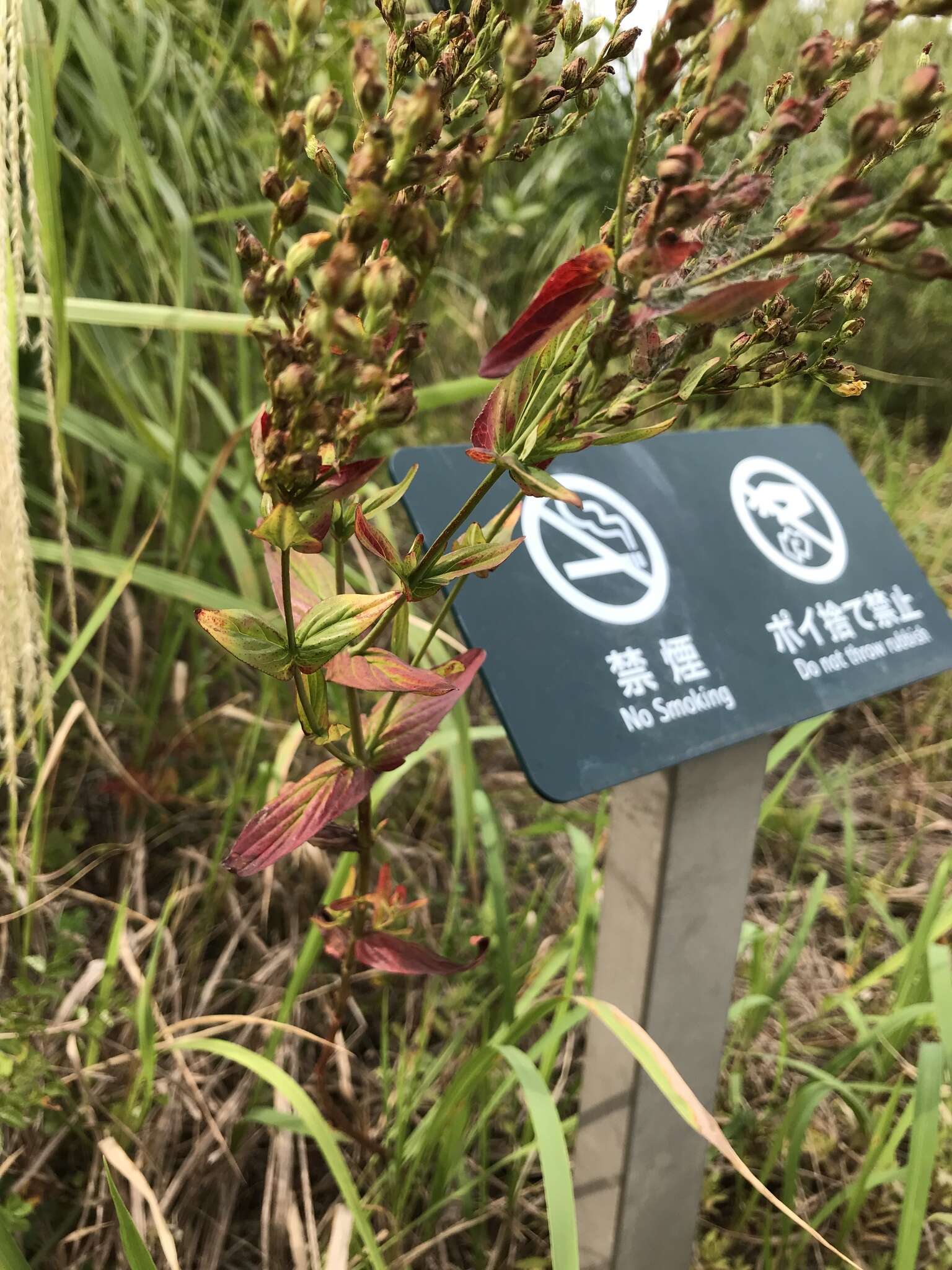 Imagem de Hypericum erectum C. P. Thunberg ex A. Murray