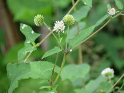 Sivun Melanthera nivea (L.) Small kuva