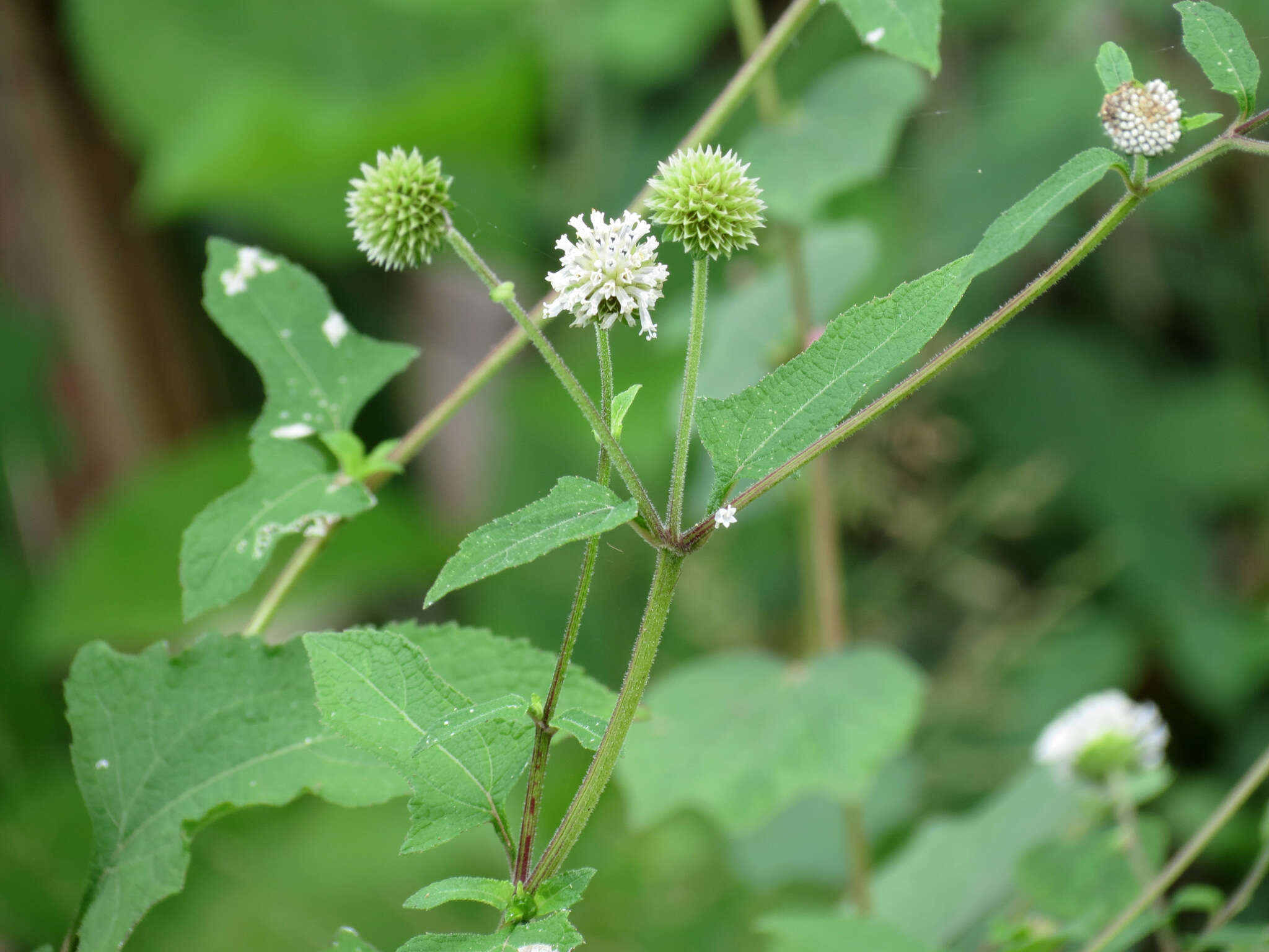 Melanthera nivea (L.) Small resmi