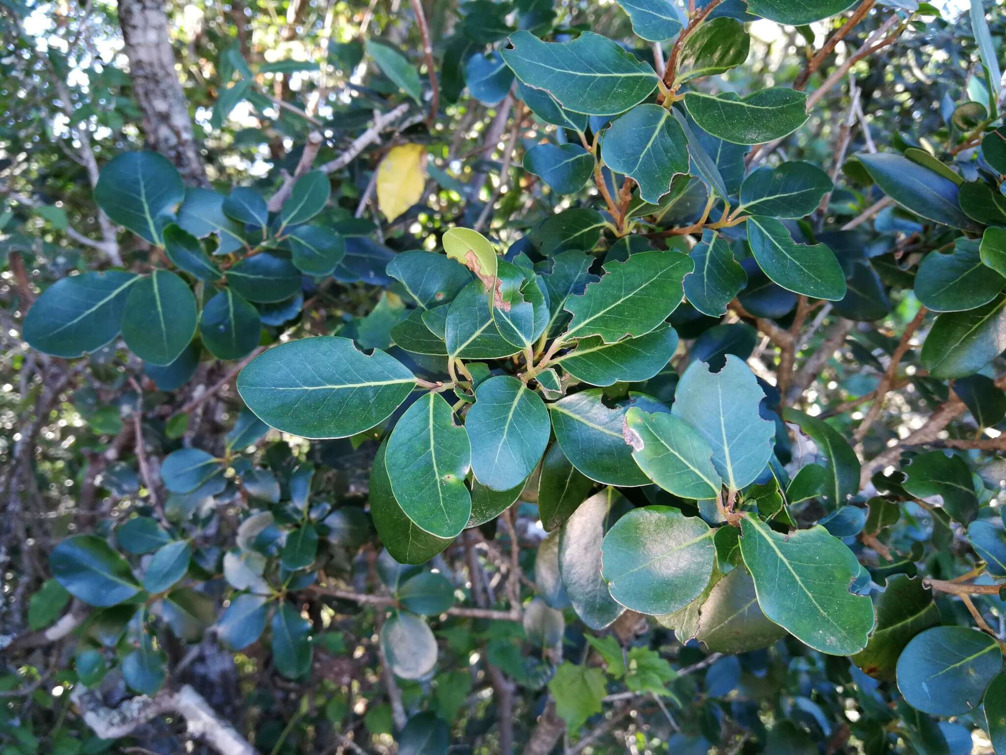 Apodytes dimidiata E. Mey. ex Arn. resmi