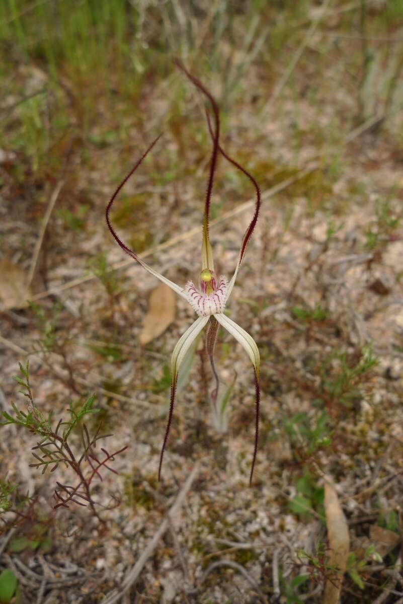 Image of Joseph's spider orchid