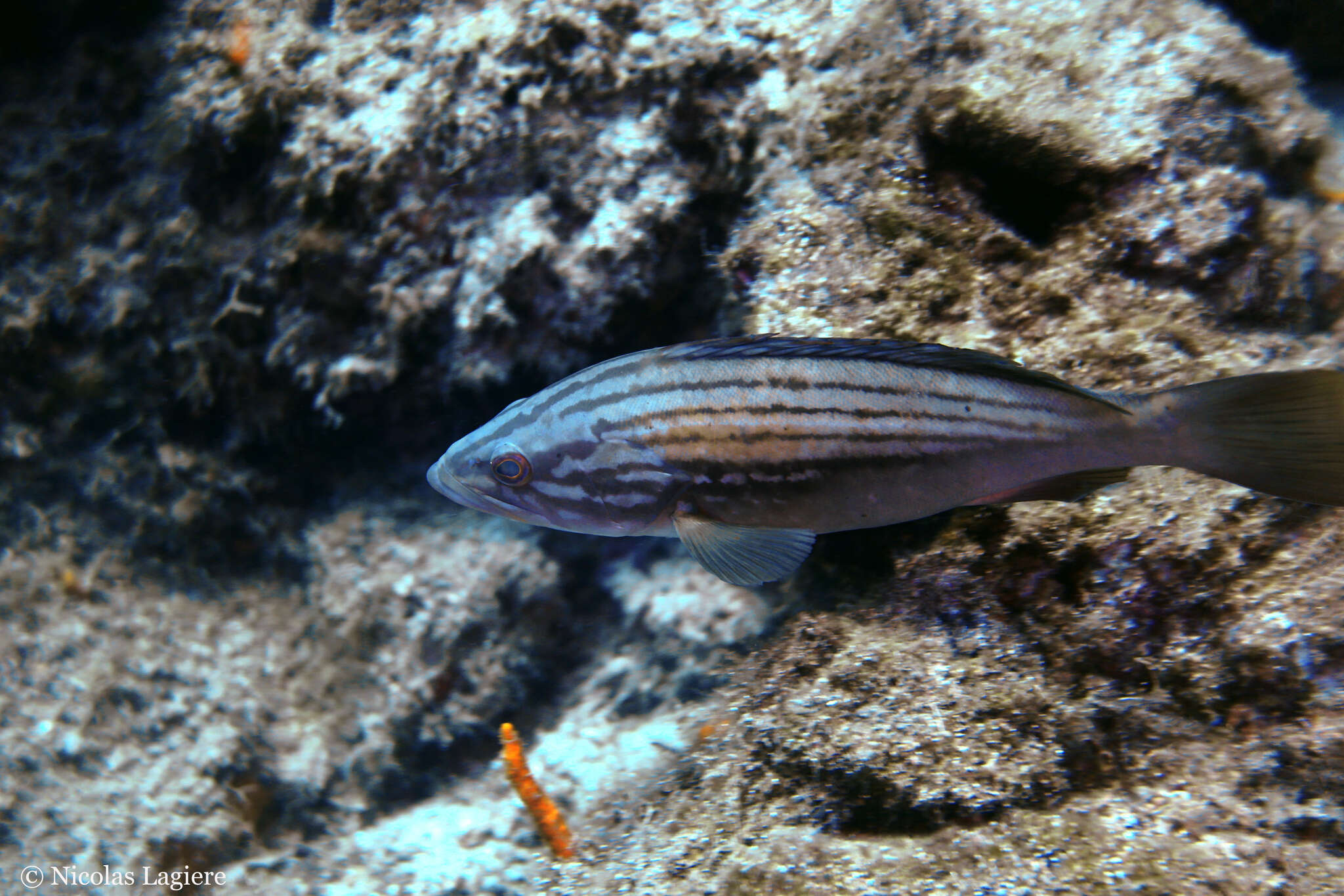 Imagem de Epinephelus costae (Steindachner 1878)