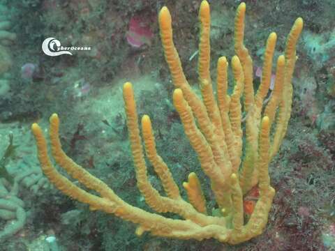 Image of common antler sponge