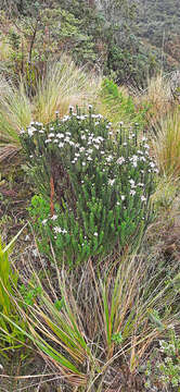 Image de Diplostephium spinulosum Wedd.