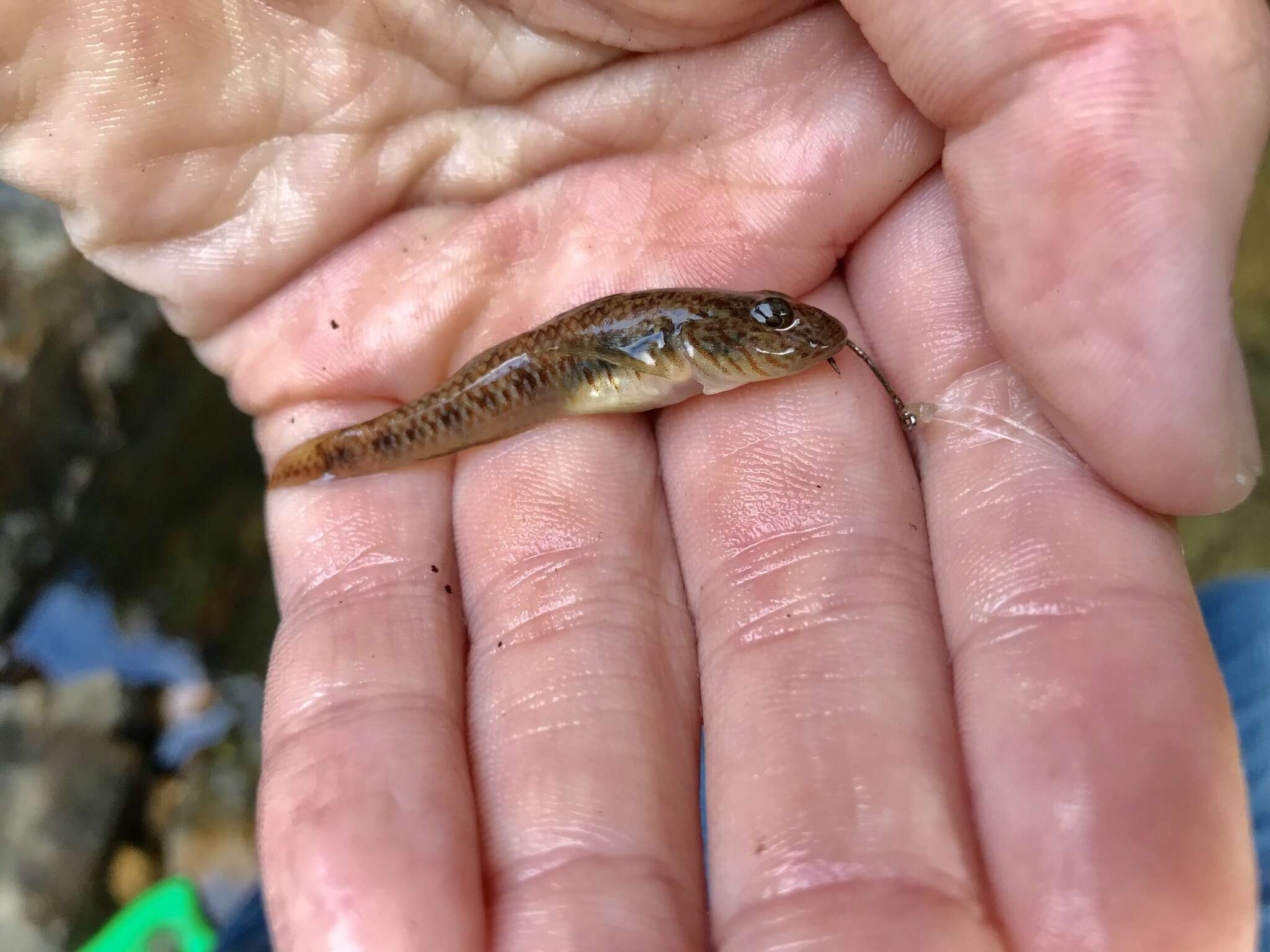 Слика од Rhinogobius similis Gill 1859