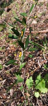 Image of Berberis ruscifolia Lam.