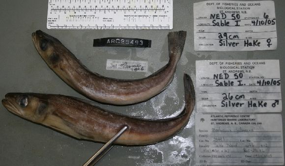 Image of Atlantic hake