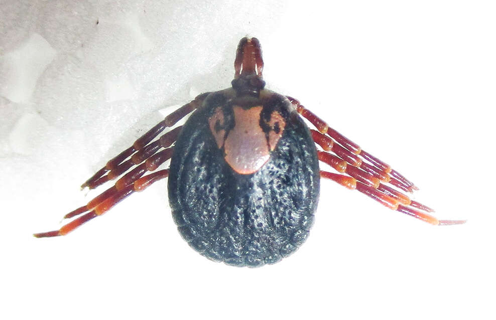 Amblyomma hebraeum Koch 1844的圖片