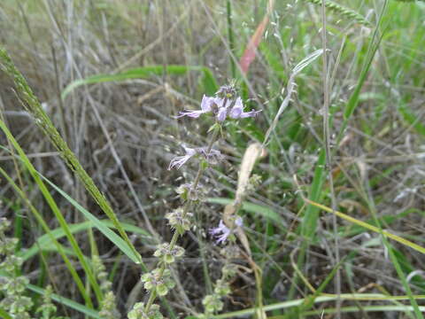 Image de Ocimum americanum L.