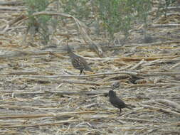 Image of Elegant Quail