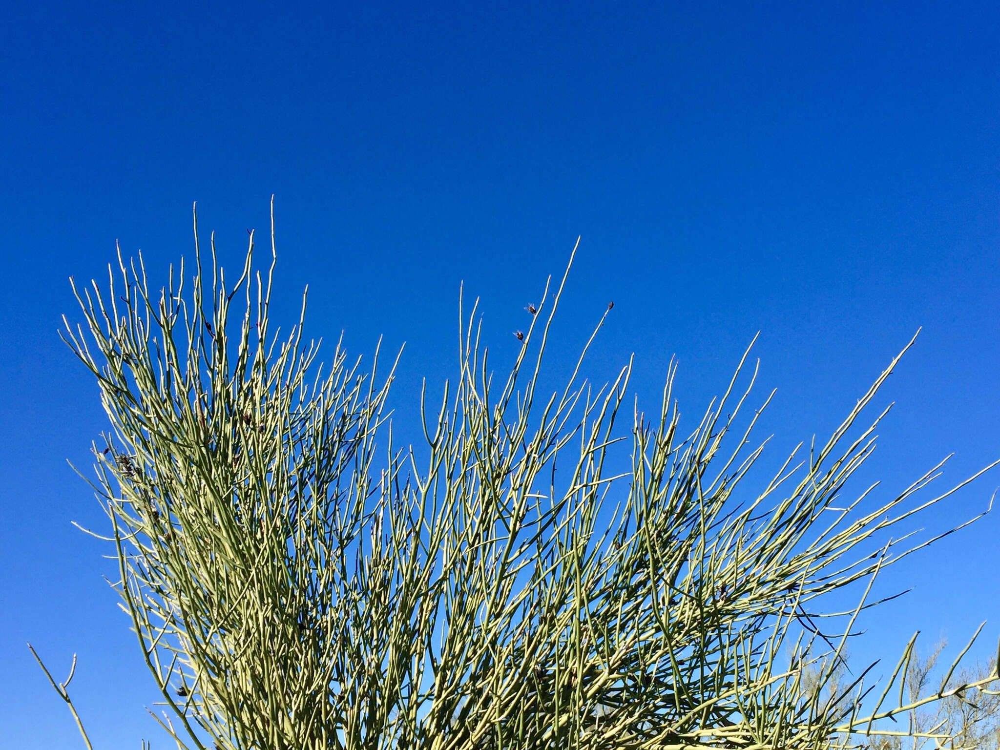 Image of crucifixion thorn