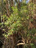 Image of Solanum pelagicum Bohs