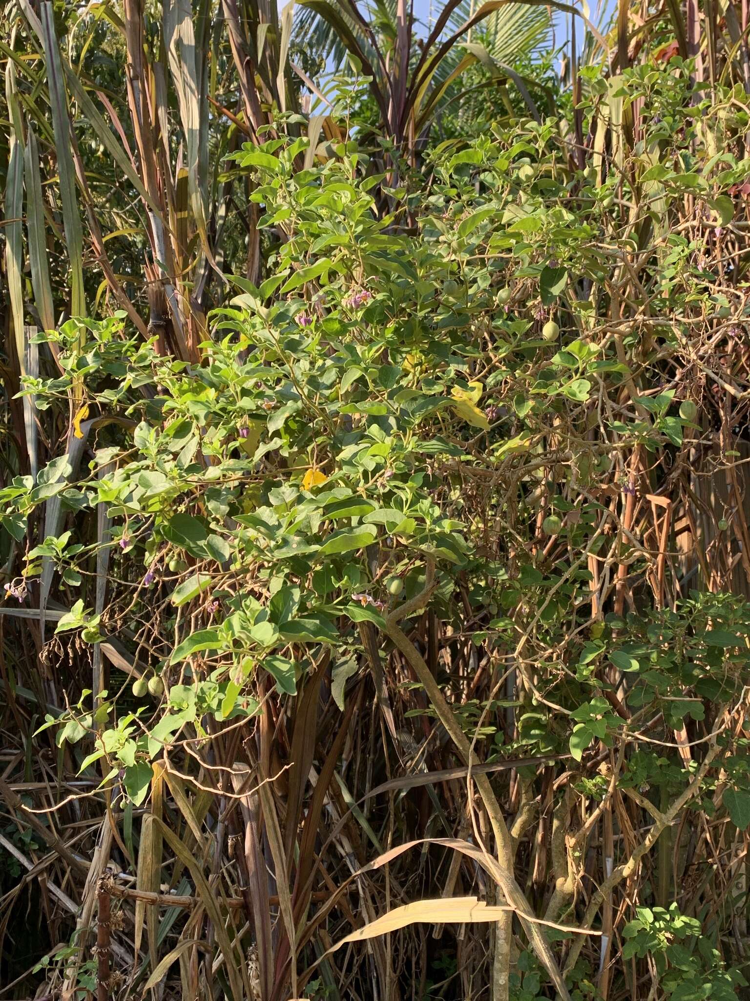 Image of Solanum pelagicum Bohs