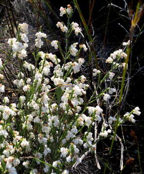 Image of Erica fimbriata Andr.