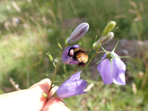 Слика од <i>Bombus soroeensis proteus</i>