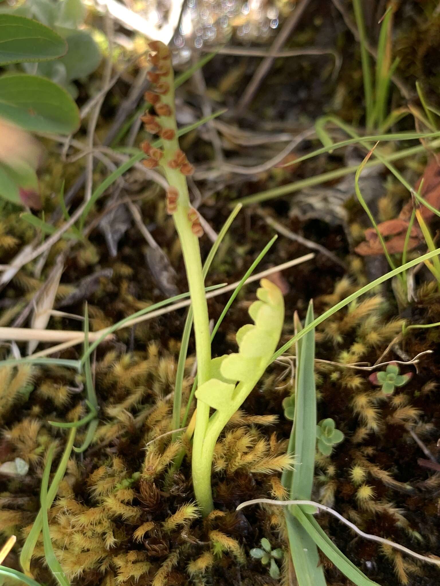 Image of Mingan moonwort