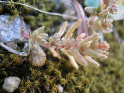 Image of Pygmyweed