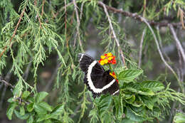 Image of Papilio garamas Geyer 1829