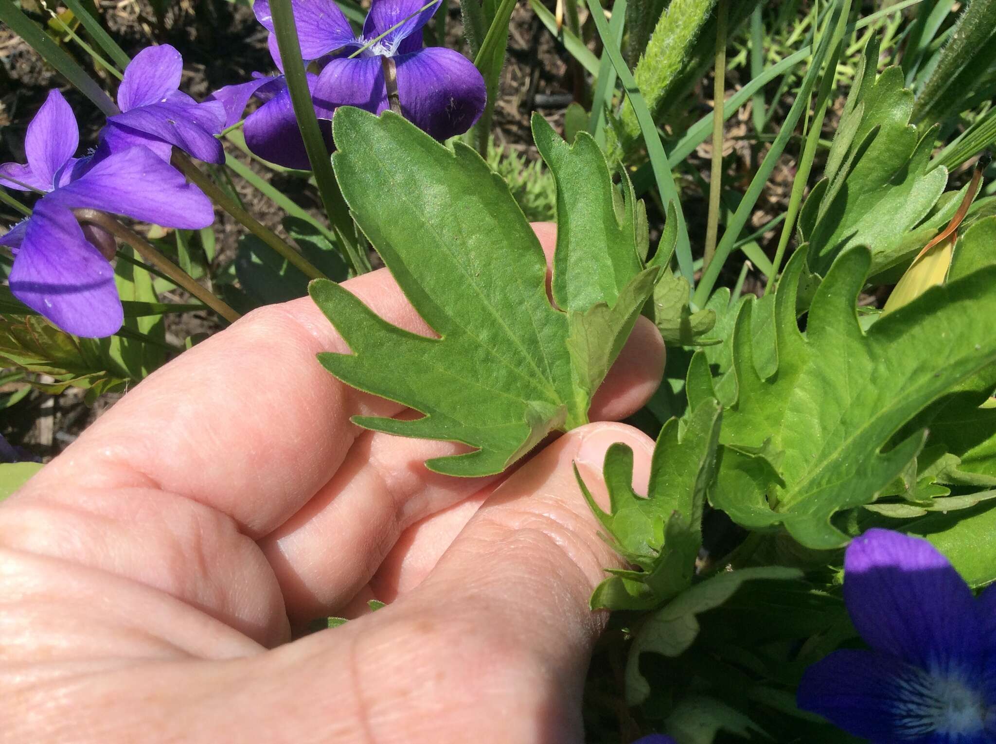 Image of prairie violet