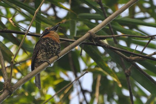 Image of Spotted Puffbird